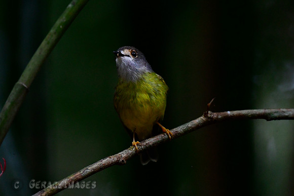 Eastern Yellow Robin