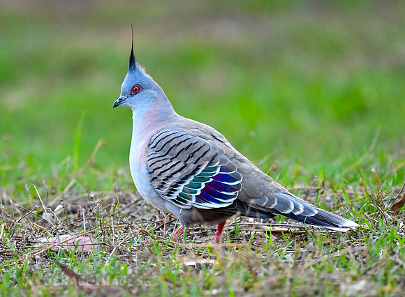 Crested Pigeon