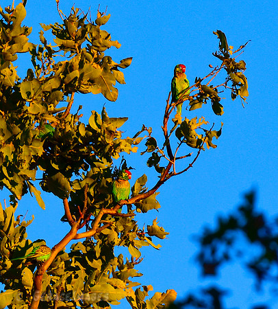 Varied Lorikeets