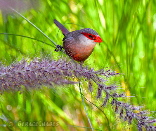 Common Waxbill