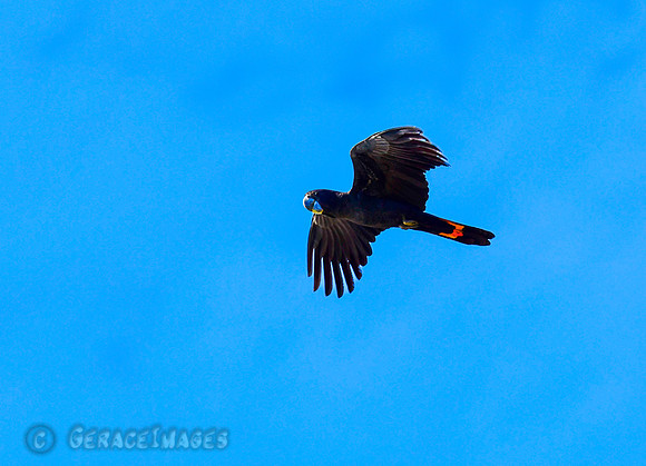 Male Red-winged Black Cockatoo