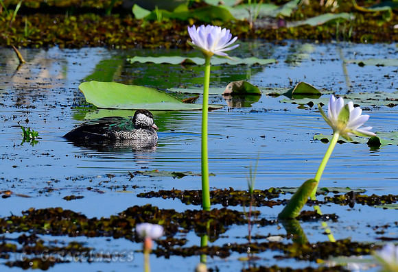 Green Pygmy Goose