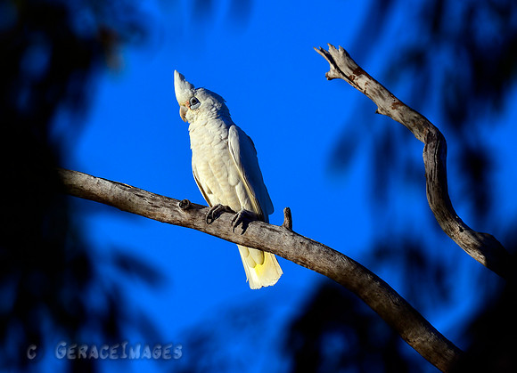 Little Corella