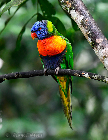 Seeing these birds against the lush, dark, & dense, rainforest background was amazing...