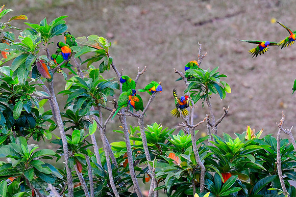 Rainbow Lorikeets gathering along the Cairns Esplanade before & after sunset.