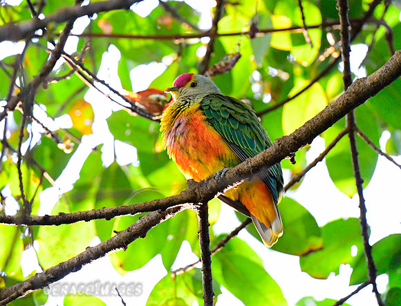 Rose-crowned Fruit Dove