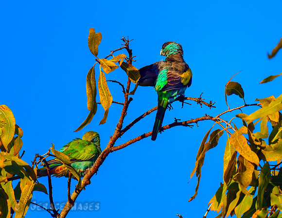 Hooded Parrots