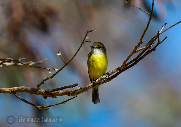 Lemon-bellied Flyrobin