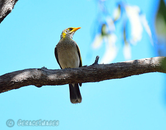 Yellow--throated Minor