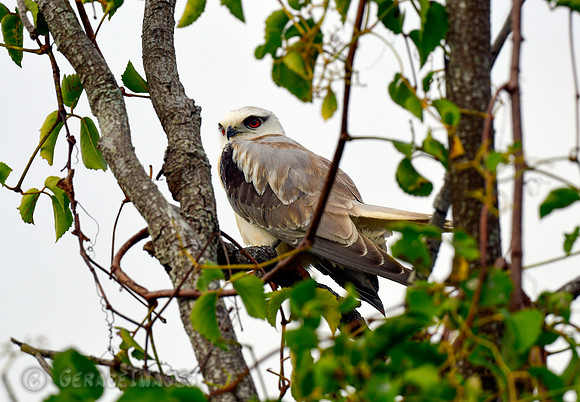 Black-shouldered Kite
