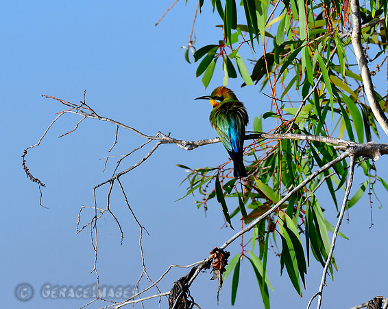 Rainbow Bee-eater