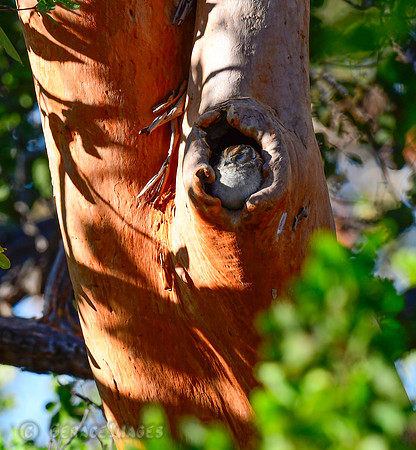 Owlet Nightjar
