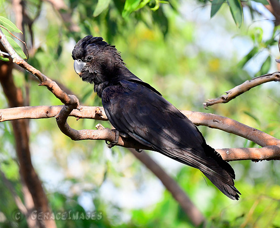 Male Red-tailed Black Cockatoo