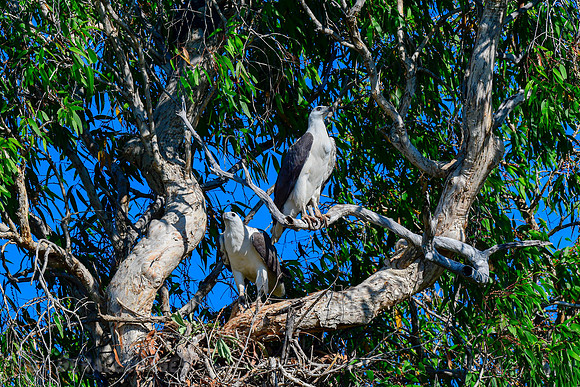Male & Female White-bellied Sea Eagles