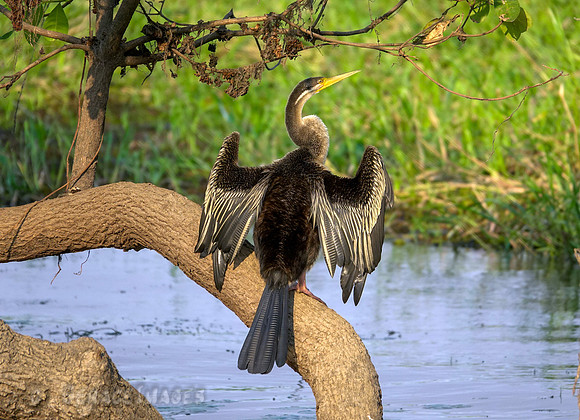 Darter