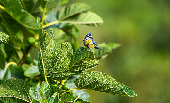 Blue Tit