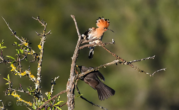 Hoopoe & Blackbird
