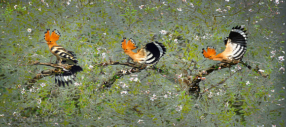 Hoopoe Poses