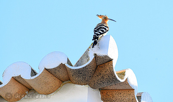 Hoopoe