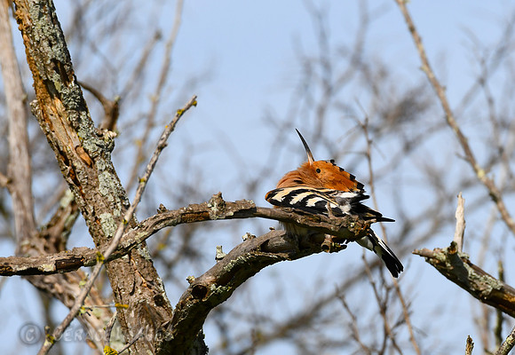 Hoopoe Sunbathing