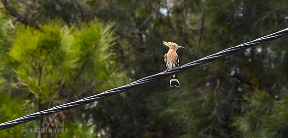 Hoopoe