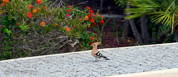 Hoopoe