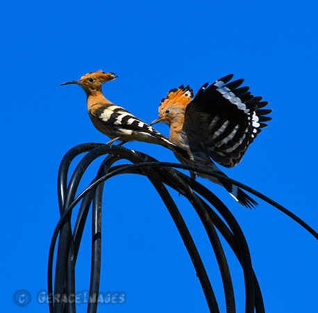 Hoopoes