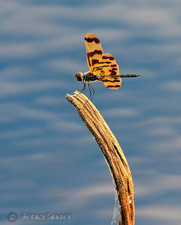 Banded or Flutterer Dragonfly