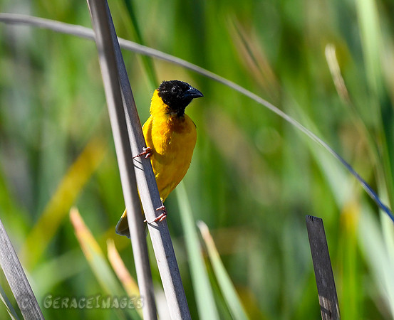 Black-headed Weaver