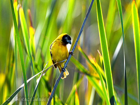 Black-headed Weaver. See more in my Birds of Vilamoura Gallery