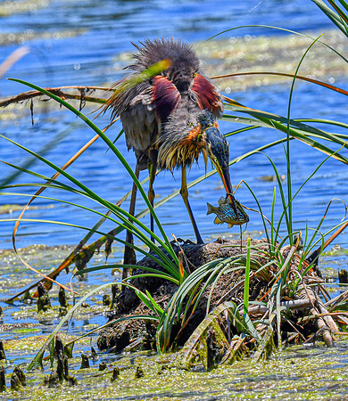 Purple Heron. See more in my Birds of Vilamoura Gallery