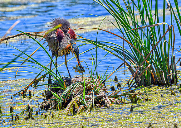 Purple Heron