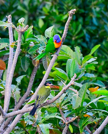 Rainbow Lorikeet & Figbird