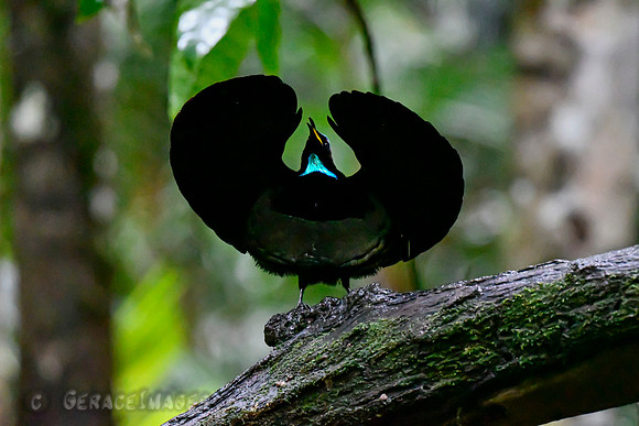 Victoria's Riflebird Displaying.