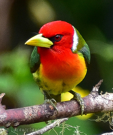 Red Headed Barbet