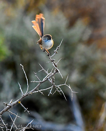 Female Superb Fairywren