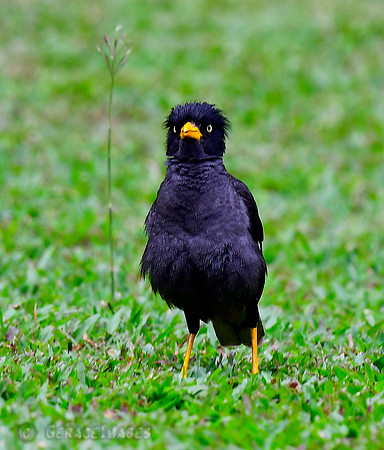 Common Myna.