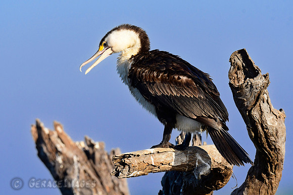 Pied Cormorant