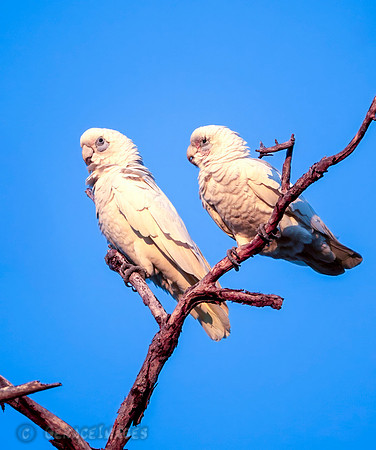 Little Corellas