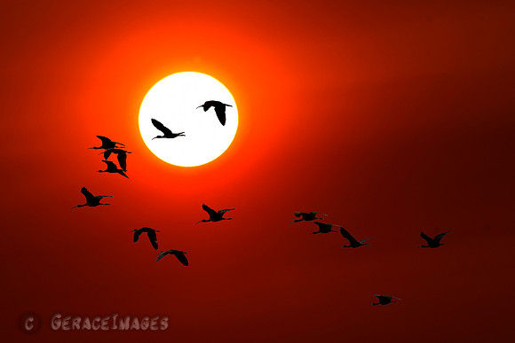 Composite of Ibis flying over sunset - Kakadu