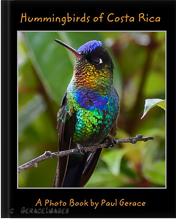 Hummingbirds of Costa Rica