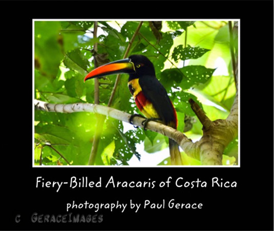 Fiery-billed Aracaris of Costa Rica