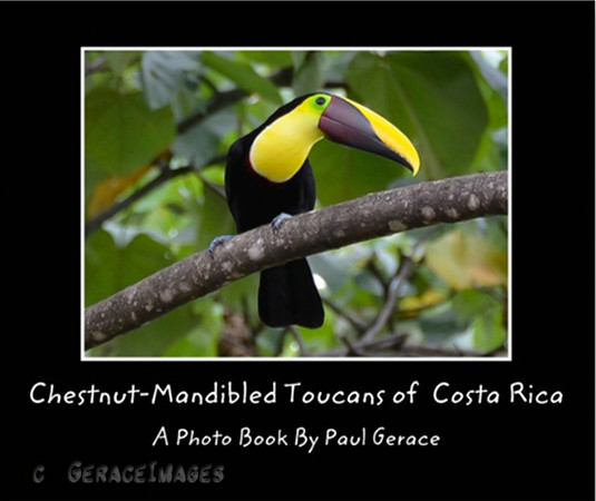 Chestnut-mandibled Toucans of Costa Rica