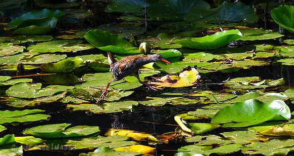 Water Rail