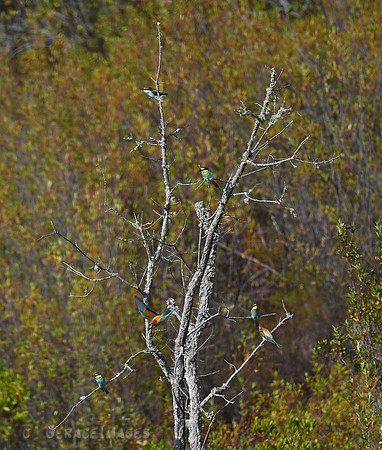 Bee-eaters