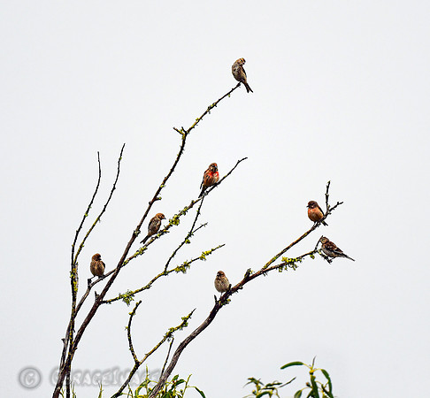 Linnets