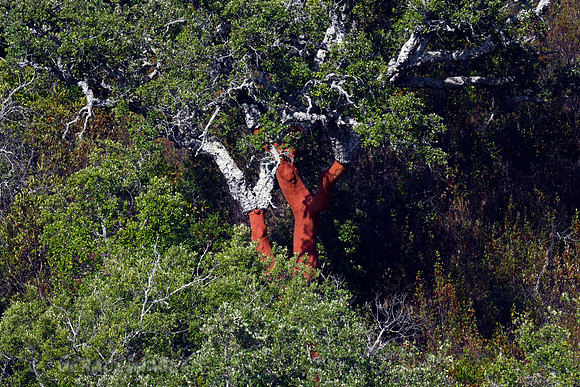 Cork Trees