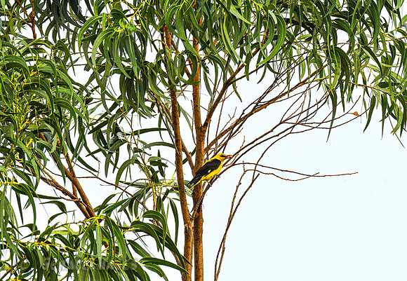 Golden Oriole