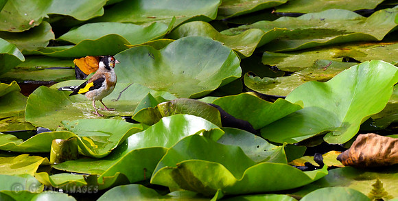European Goldfinch