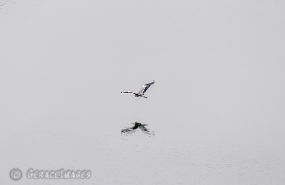 Grey Heron